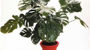 Monster: péče, chov, fotografie, video, popis, zalévání, půda, krmení