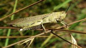 Prostředky prochází tělem