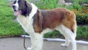 Moskevský hlídač: popis, funkce a fotografie plemene