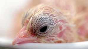 Je možné odstranit kuře bez vejce?