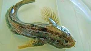 Mramor hloupý býk nebo býčík zucik