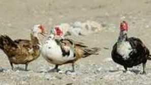 Musky duck: rysy chovu indoant doma