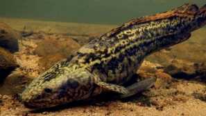 Naliim: popis, reprodukce, stanoviště, jídlo, foto, video, populace