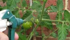 Lidové léky z fytoophulů na rajčatech