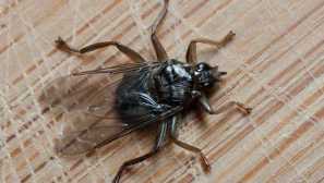 Hmyz podobný popisu klíšťata, vzhled, rozdíly