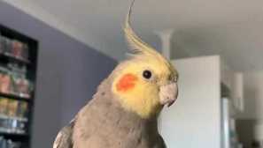 Naše korell a strýc alkoholické dvě pár boty