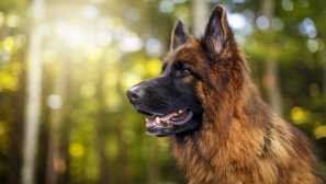 Německý ovčák - historie plemene a charakter