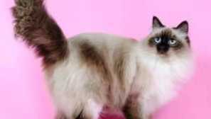 Nevskaya maškarní kočka, popis plemene, charakter, barvy, než krmivo, péče a obsah, fotografie