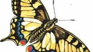 Životní styl a popis motýla mahaon