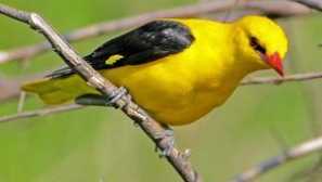 Obyčejný oriole: popis s fotografiemi, reprodukcí a výživou ptáků