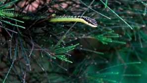 Obyčejný zdobený had