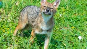 Obyčejný shakal nebo asijský shaktal