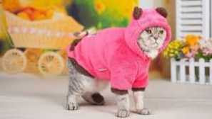 Kočičí oblečení: materiály a tyčinky pro výrobu s vlastními rukama