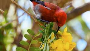 Oheň havajský květinán nebo apapane