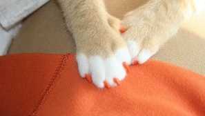 Operace měkké podkisky, majitelé vlastníků odstranit drápy u koček