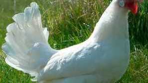 Popis bílých kuřat leggorn