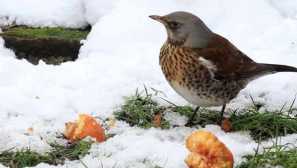 Popis rubbinnik drozda