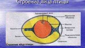 Popis a charakteristika budovy ptáků
