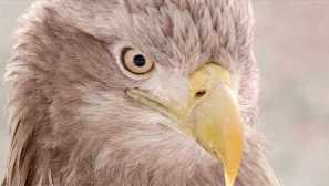 Popis orlana belochharda