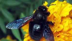 Popis truhlářské včely, behaviorality