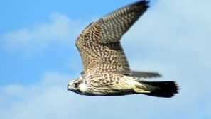 Popis ptáka cheglock nebo pooban od sokolů