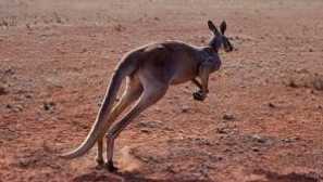 Popis herbivorů a jejich seznamu