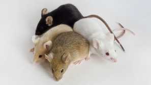 Základní pravidla pro oblékání dekorativní myši