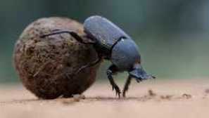 Funkce a životní styl broukového navigátora než ráda jíst