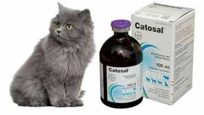 Vlastnosti použití katosalu pod různými onemocněním u koček