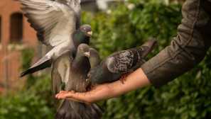 Vlastnosti obsahu holubů doma