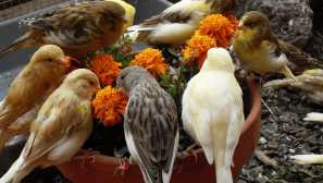 Vlastnosti obsahu kanárských a ptáků tipy