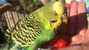 Co nejčastěji umírají vlnité papoušky