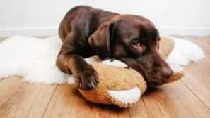 Otrava psa: symptomy, léčba, první pomoc, pokud pes otrávil