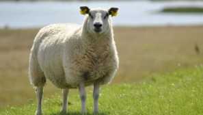 Ovce: velikost, fotografie, video, školení a funkce