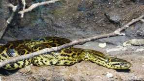 Paraguayan anaconda