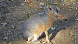 Patagonian mara: hare nebo prase?