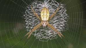 Spider cyclosa mulmeinensis