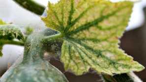 Web klíště na okurky popisu, poškození, známky infekce, efektivní metody boje