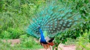 Indian peacock