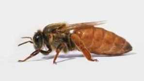 Bakfast včely: popis popis, druhové charakteristiky