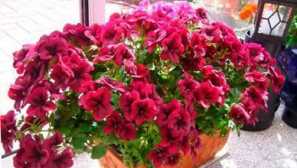 Pelargonium
