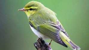 Pěna: popis ptáka a fotografie