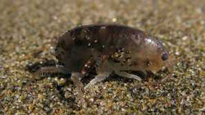 Pískový blíže popis, stanoviště, životní cyklus, nebezpečí pro člověka