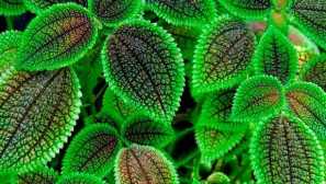 Pilya. Domácí péče