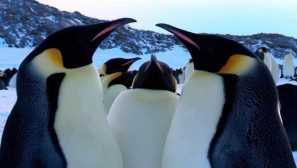 Tučňáci - recidivisté