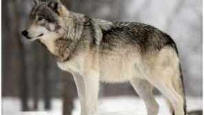 V stopách lesního dravce pro balení. Vlk, jeho barva a popis