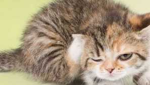 Proč blechy kousání člověka