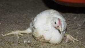 Proč se brojlery spadají na nohy?