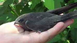 Proč se oči pušek nacházejí na stranách hlavy