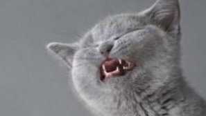 Proč kočka kýchá: příčiny, léčba